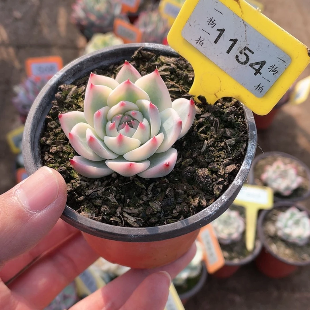 【闪购商品】1154号