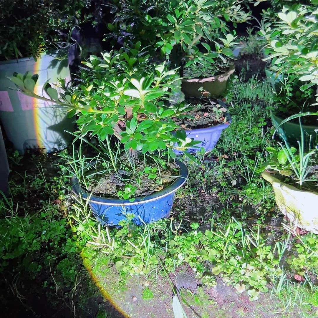 无花朵盆景皋月杜鹃毬子