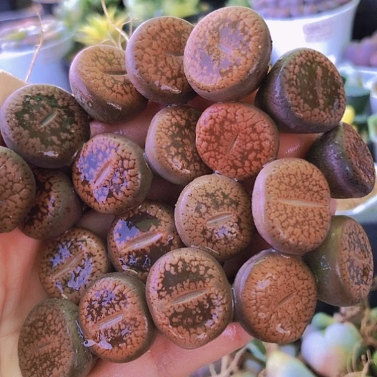 无花朵1085，1.7-2厘米老皮微瑕20颗