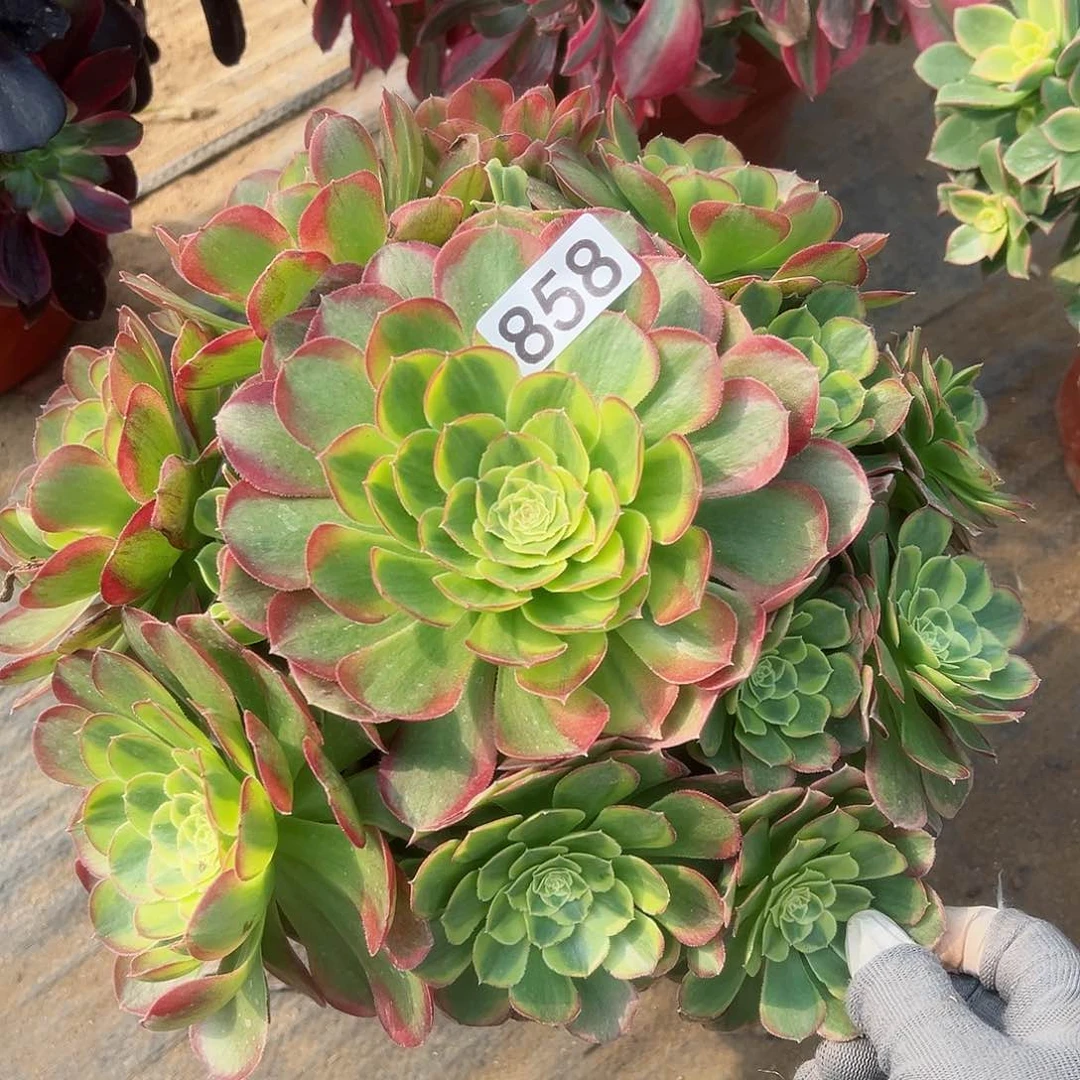 紫砂茶宠奶白老桩858