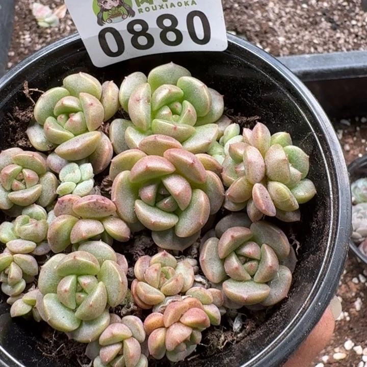 修****多肉植物多肉植物