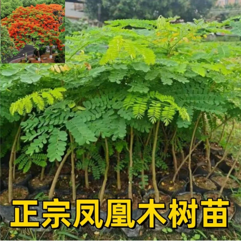 正宗凤凰木树苗庭院门前绿化风景金凤花树耐热耐寒红花楹盆栽