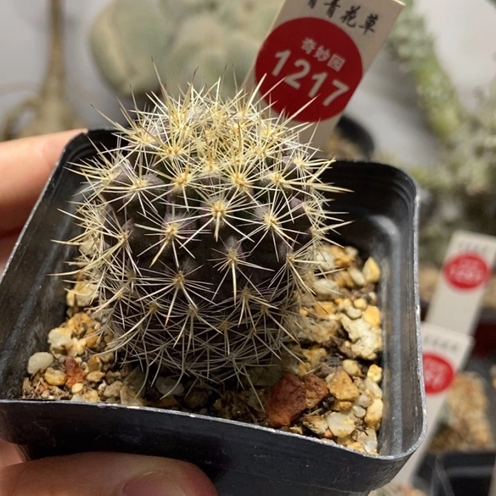实生狂刺逆龙丸一颗3.7cm