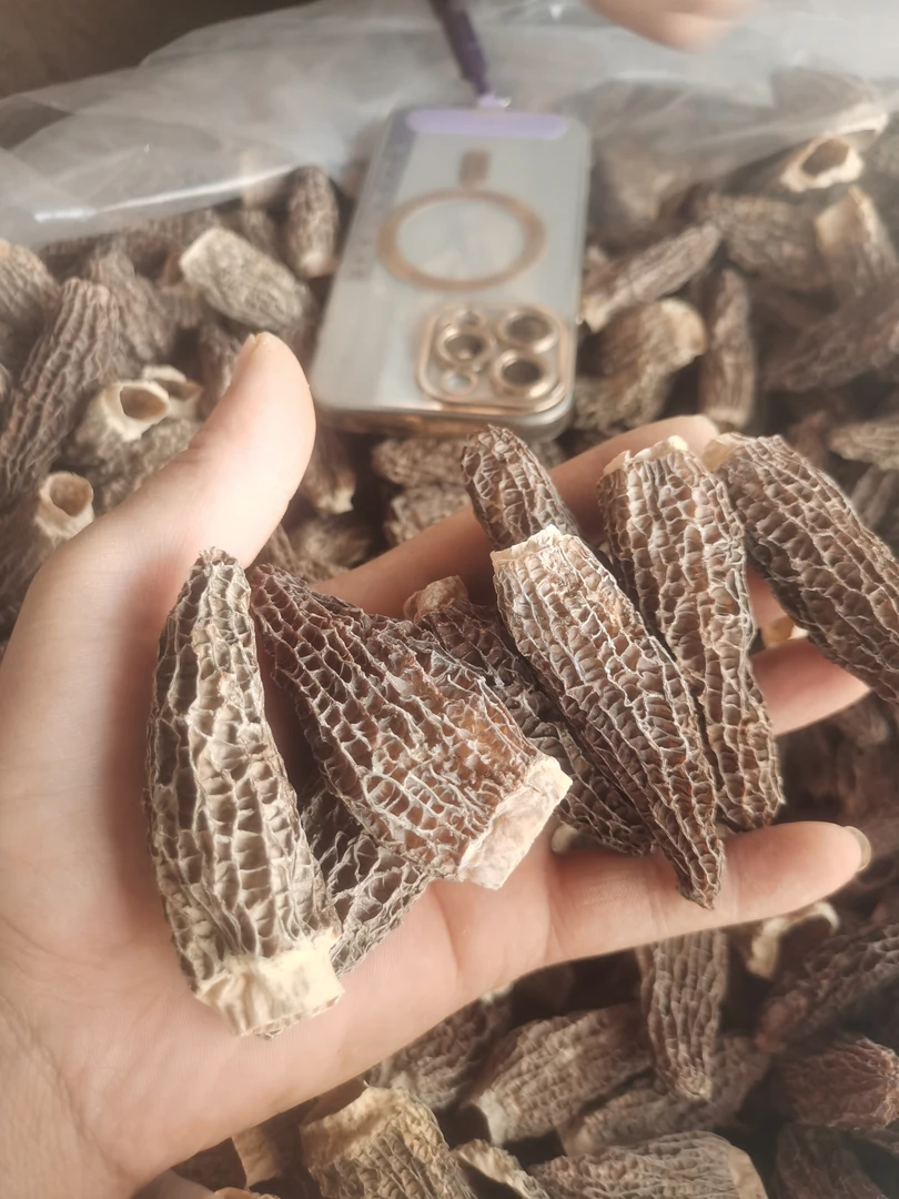 全剪柄羊肚菌5-8cm高品质