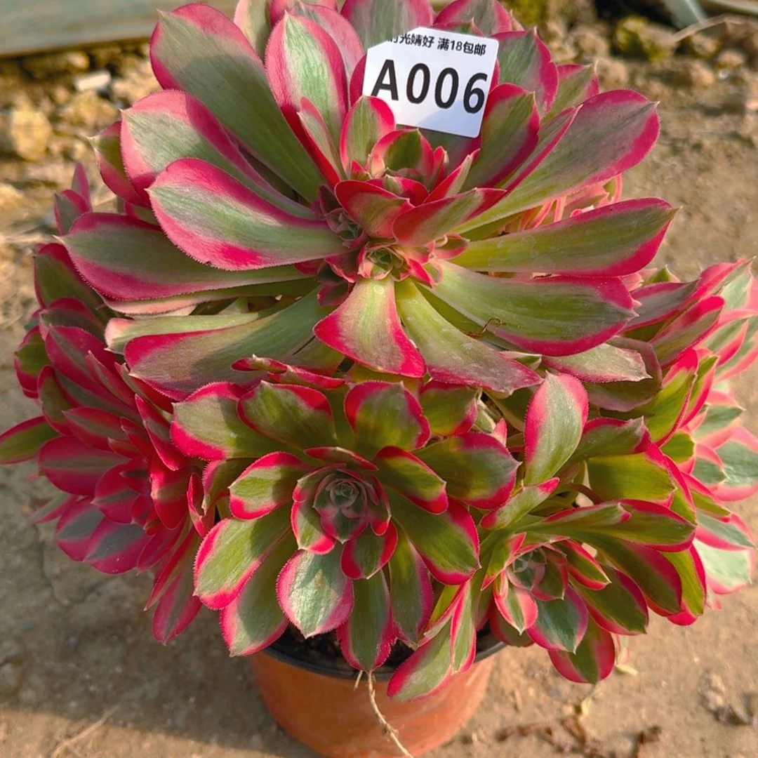 006妖月多肉植物