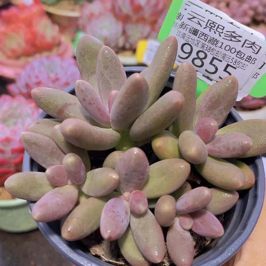 9855糖果美人多肉植物