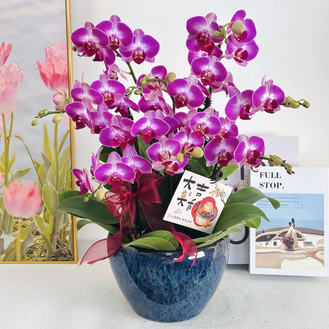 【富贵鸟】室内蝴蝶兰花盆栽  年宵花  懒人绿植  送人送礼