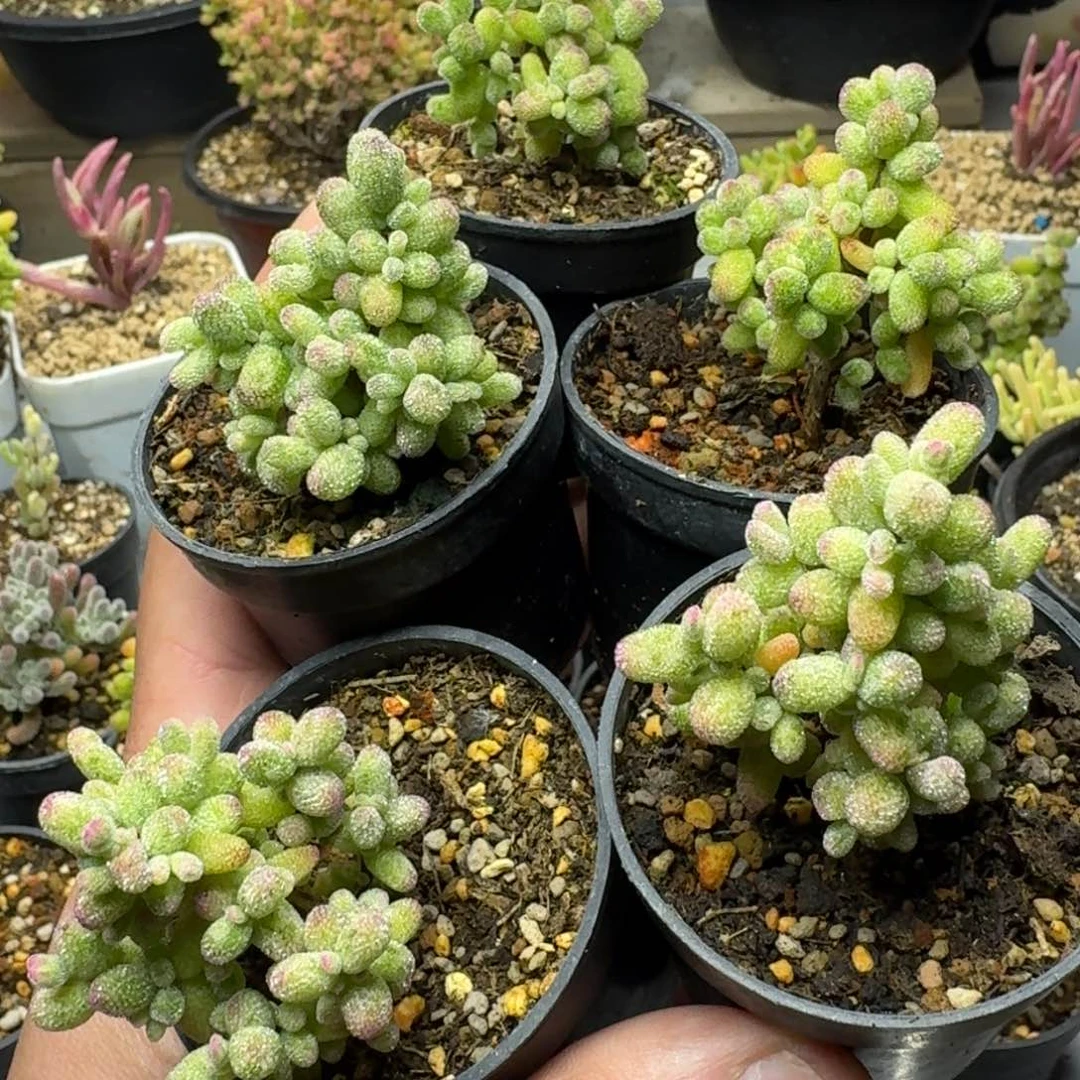 戴*呆多肉植物枝干番杏