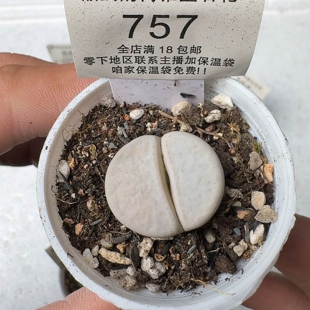 757盆口5公分满18包邮