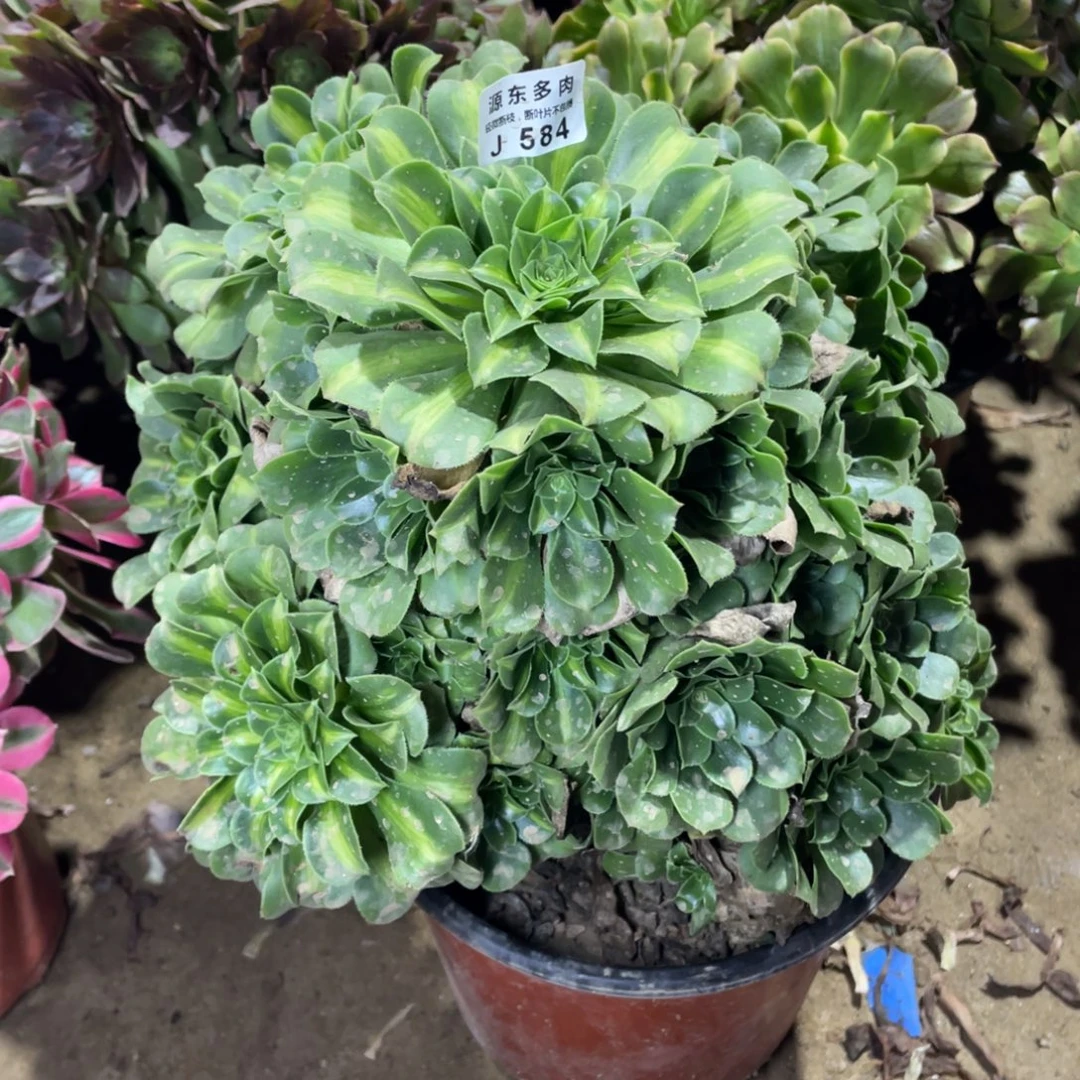 584翡翠多肉法师断枝不包