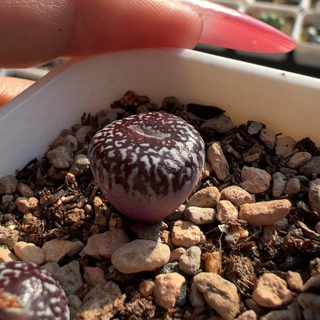 大型长流水墨多肉