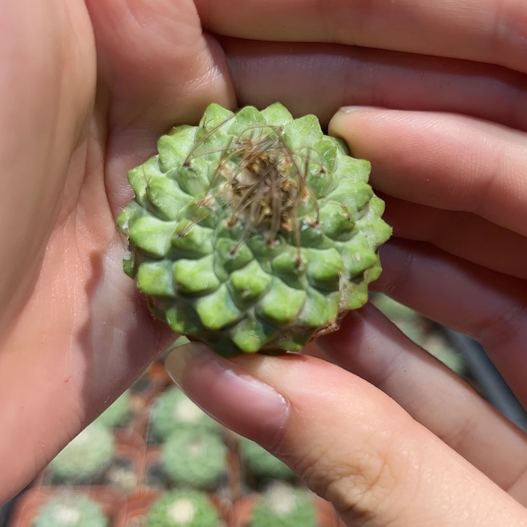 3cm实生控养老菊水出霜