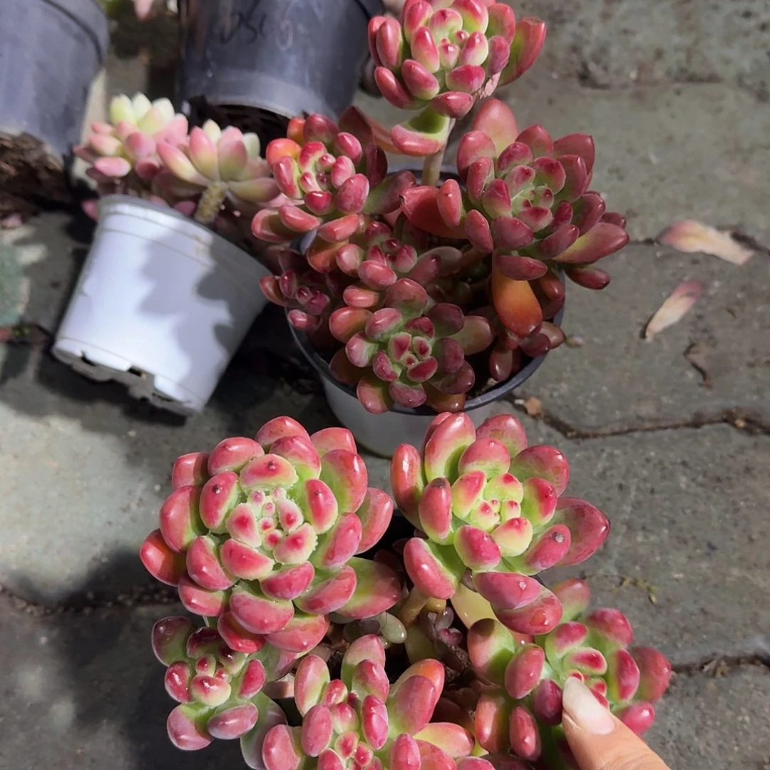 汤姆猫多肉植物精品