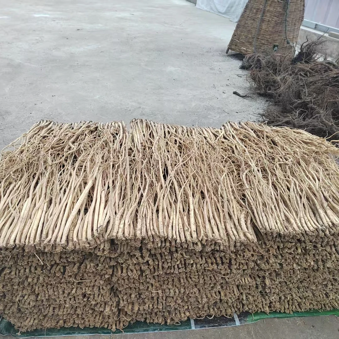 甘肃农家种植党参可搭配枸杞泡水煲汤