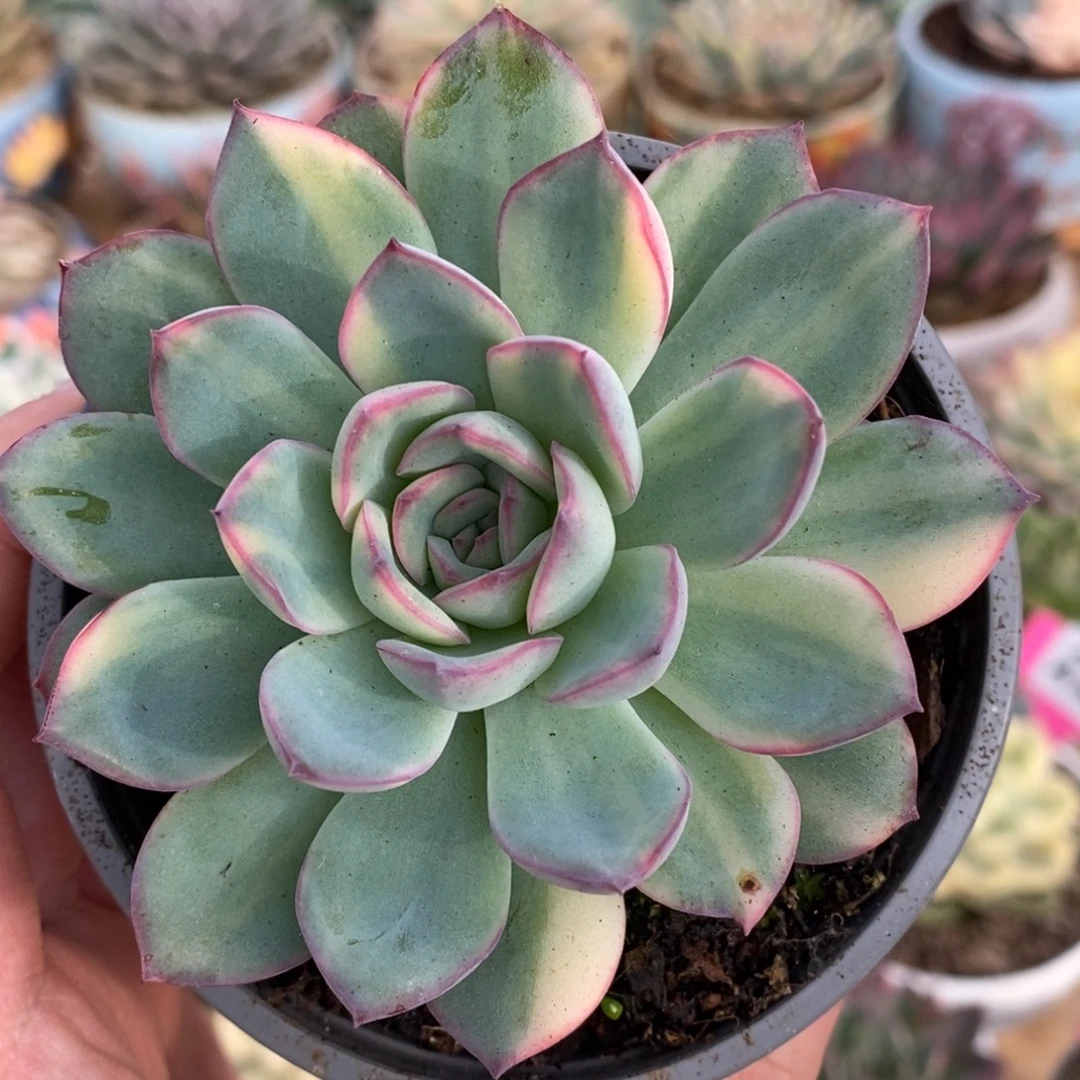 656花脸雨燕座锦锦锦锦