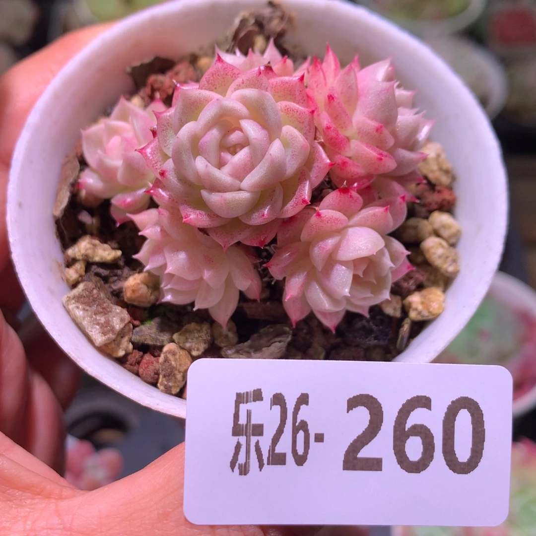 乐然26-260 麦秆群