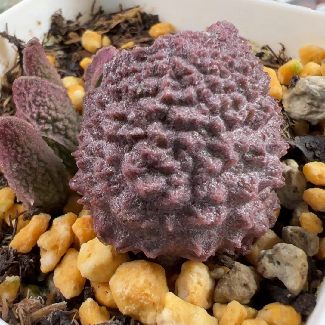 实生新品大苗多肉植物水泡多肉植物水泡