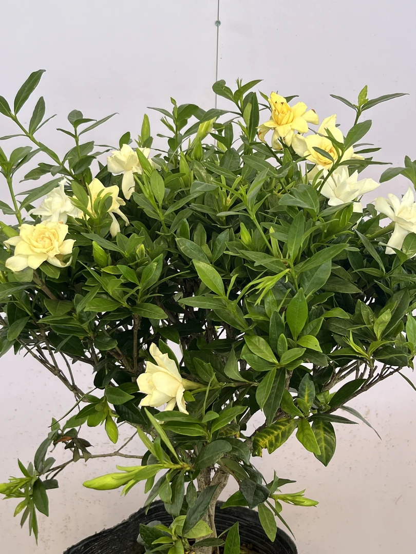 永恒的爱情  栀子花寓意着惊喜，开放出洁白的花朵，让人非常喜悦。