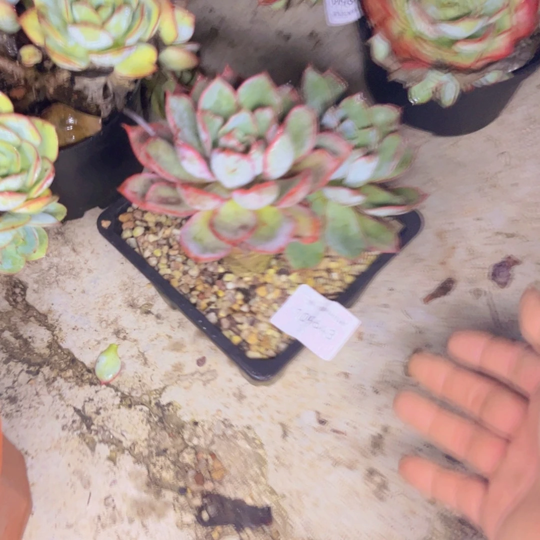 芦***鸡多肉一物一拍9643