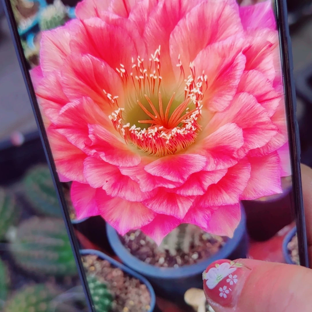 下10毛立夏掉刺歪无根侧芽5公分左右20包邮