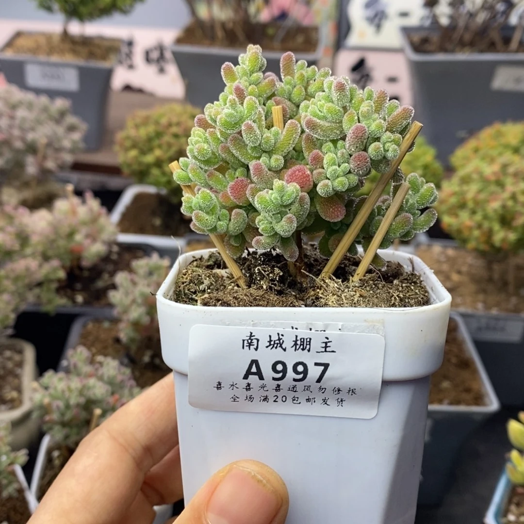 997优选冰晶枝干番杏