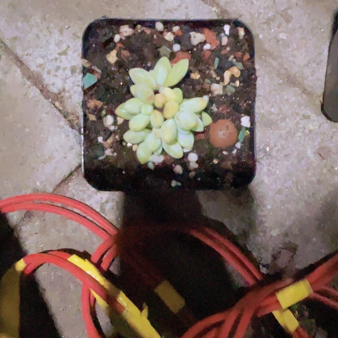 小***彤白兰地多肉植物的