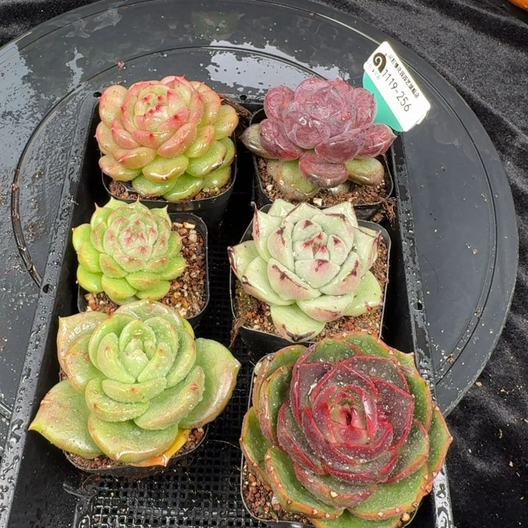 从前慢花园多肉编号1119-256