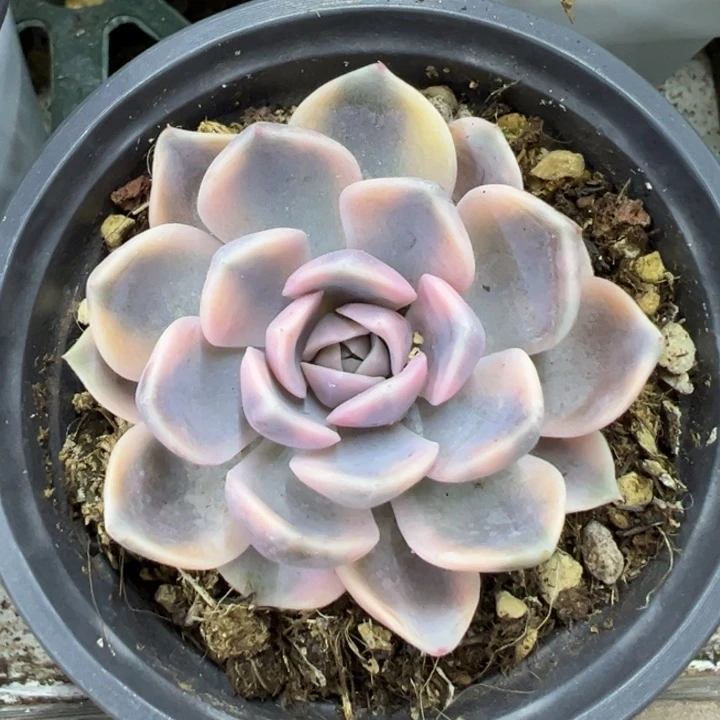 汉堡锦一物一拍锦龙