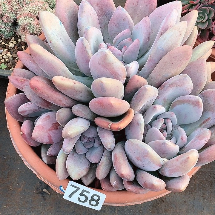 758奥普一物一拍多肉