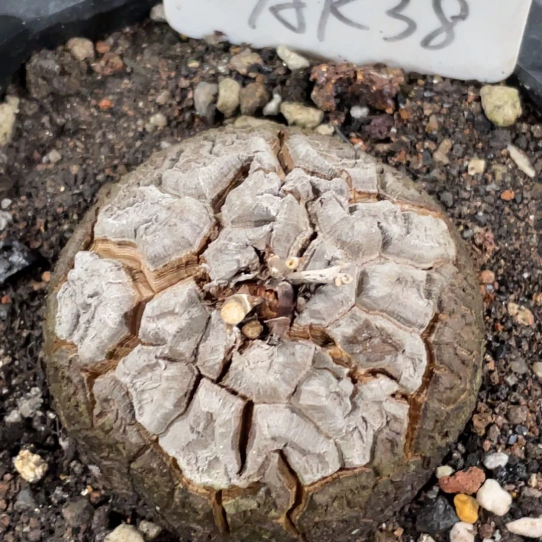 盆栽，龟甲龙6.7公分，带盆发