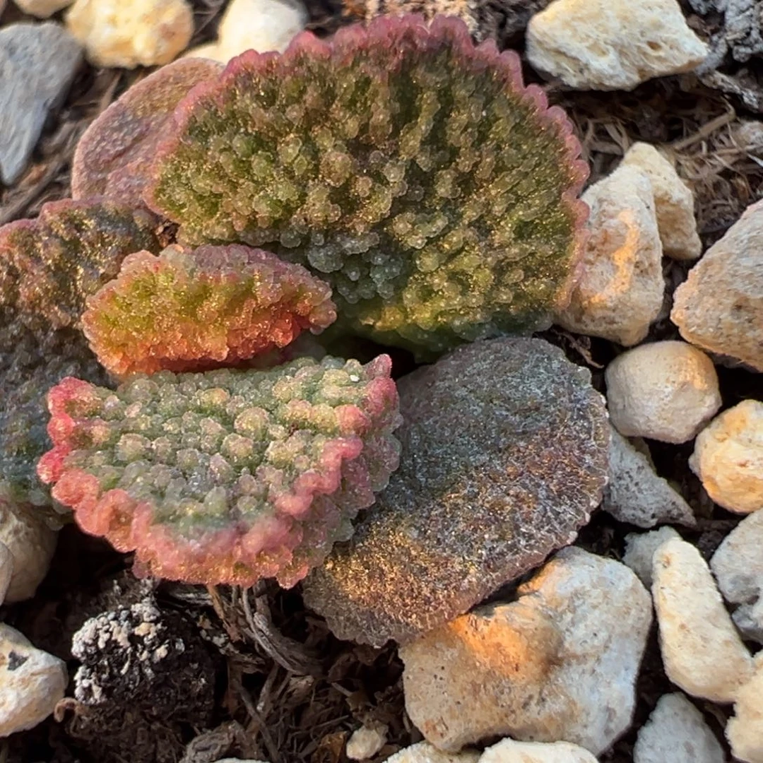 实生新品多肉植物水泡