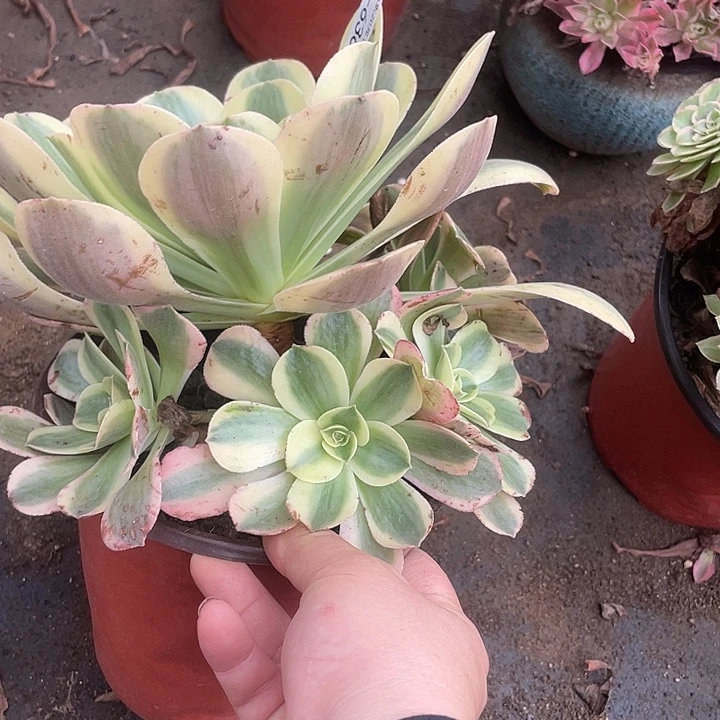 636香炉盘白锦多肉植物福利