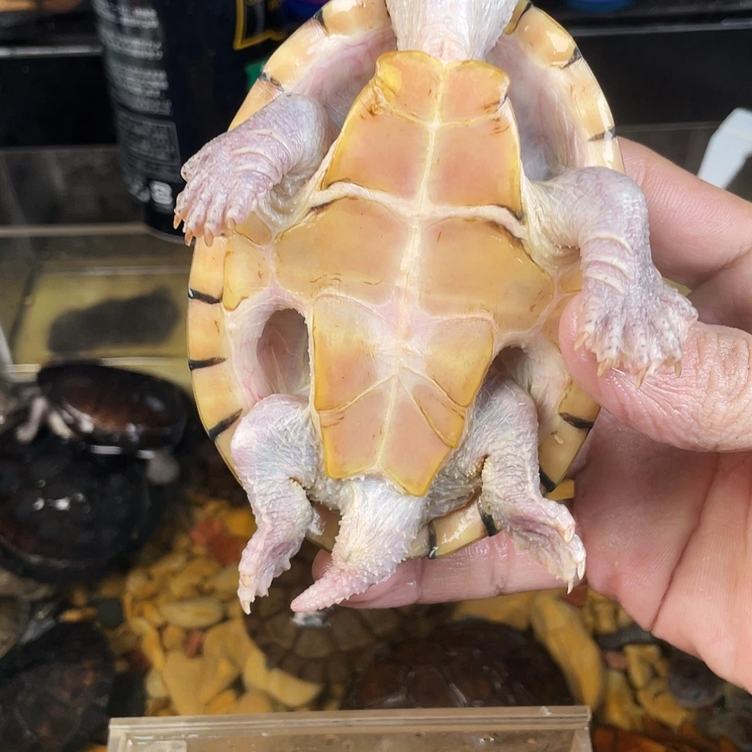 高***峰母绿毛龟下点点滴滴