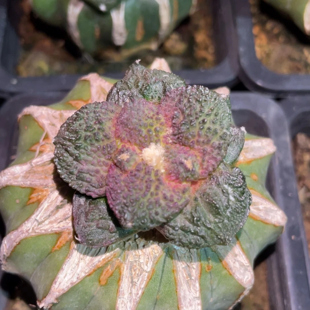 紫姬菜花牡丹 仙人球开花