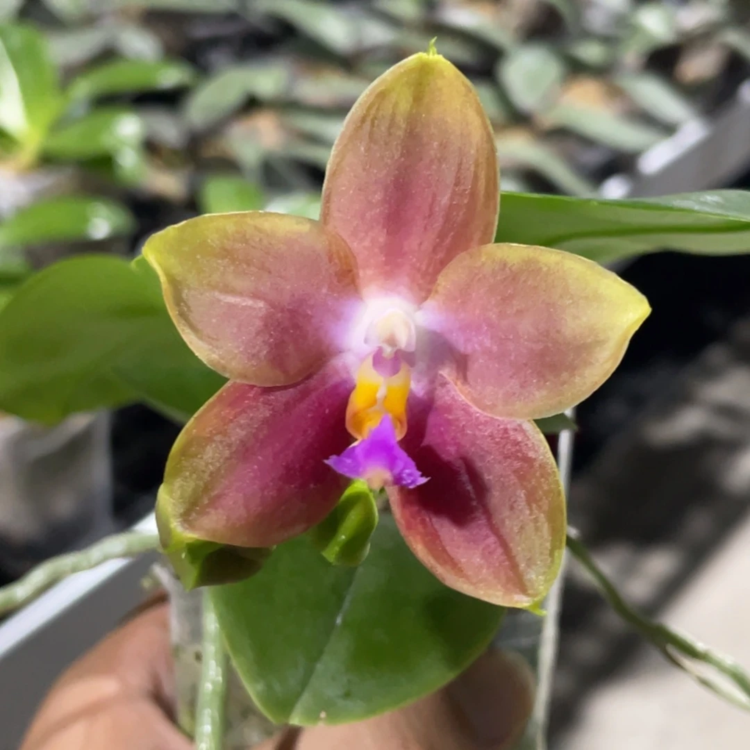 完全开放爱人交四季