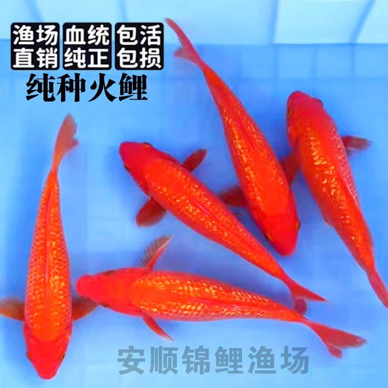 日系纯种锦鲤纯红锦鲤火鲤锦鲤大型观赏鱼冷水鱼闪鳞火鲤闪麟火鲤