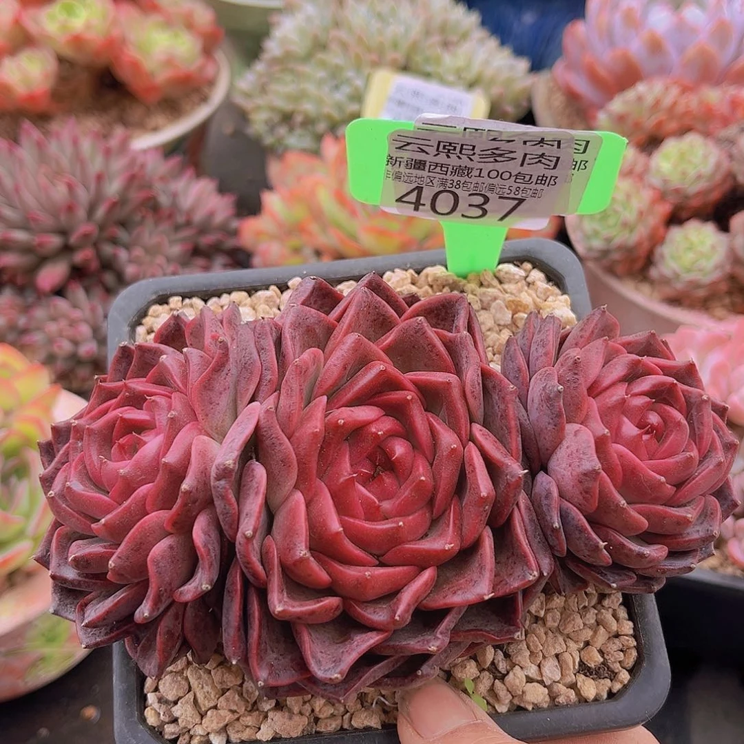 4037摩卡多肉植物