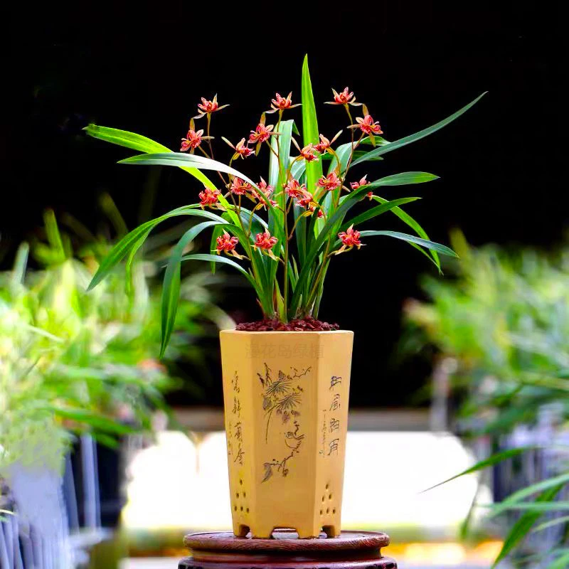 兰花【五福临门】建兰鲜花绿植园艺花卉精品浓香兰花好养易来花苞