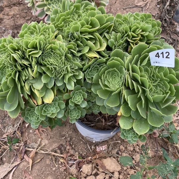 412多肉植物绿玫瑰缀