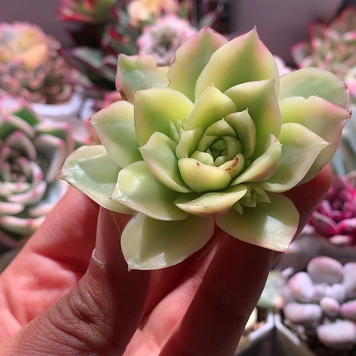 皮皮虾腹轮锦头盖