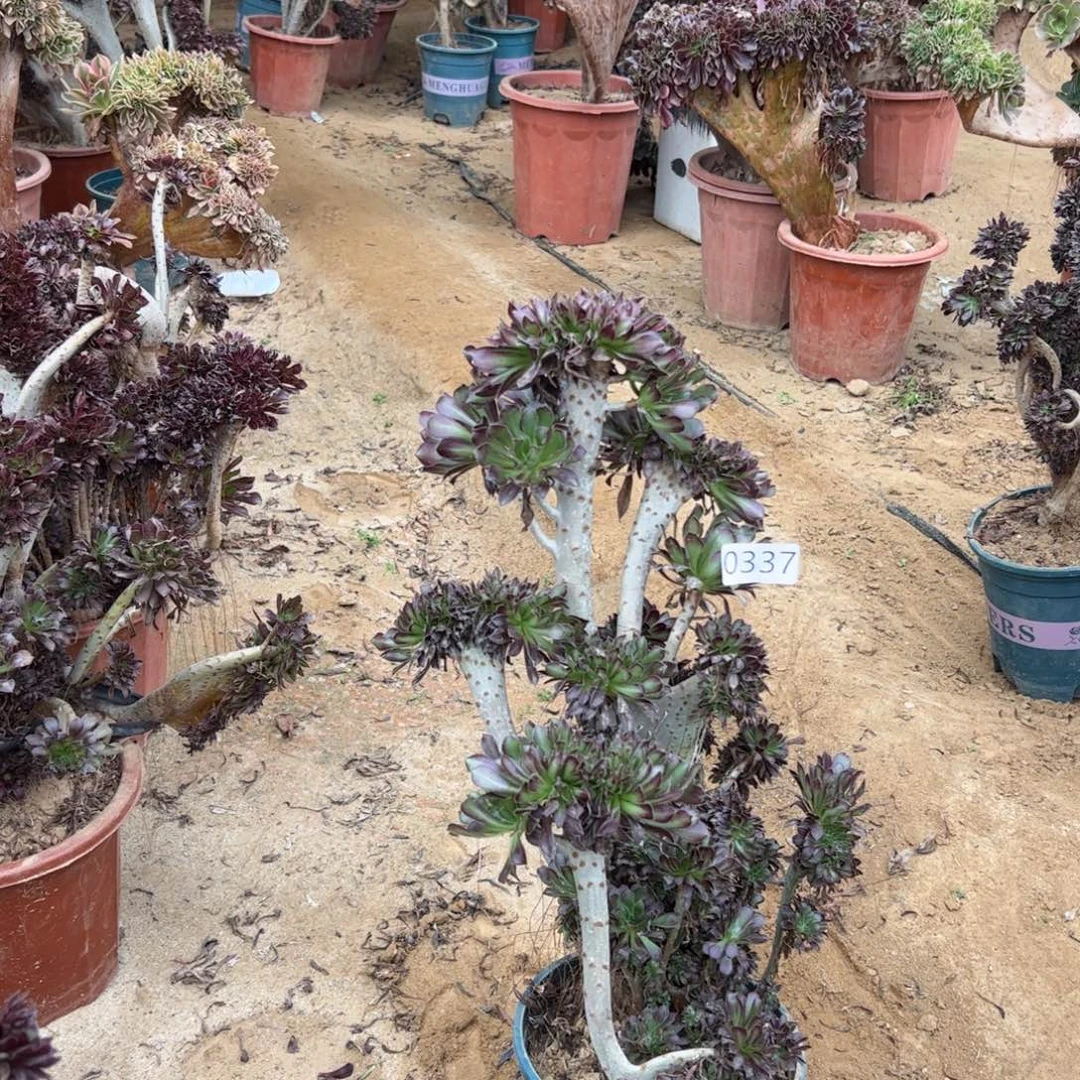 有伤黑缀337高度40厘米