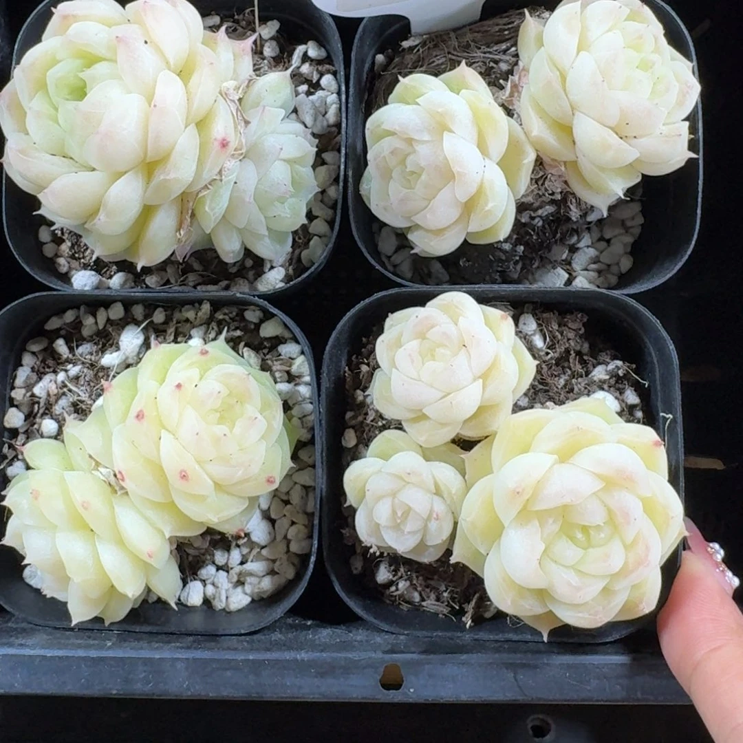 1214-139-梨花白一颗量拍不包整带盆土