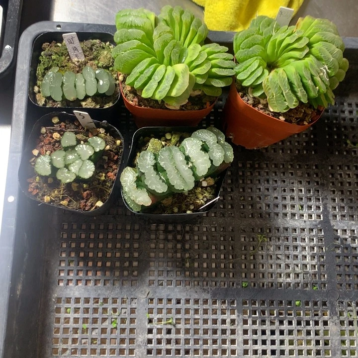 波****y组合一物一拍带盆