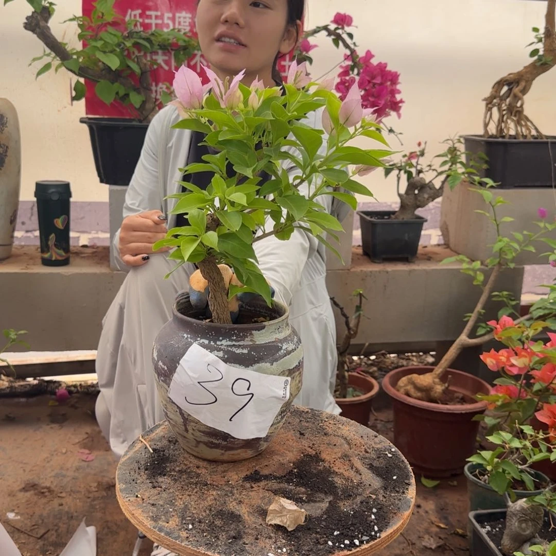 大部分花苞少量开放