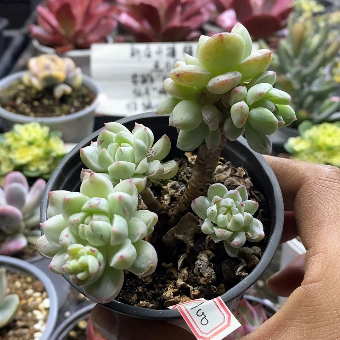 25100老桩相思锦多肉