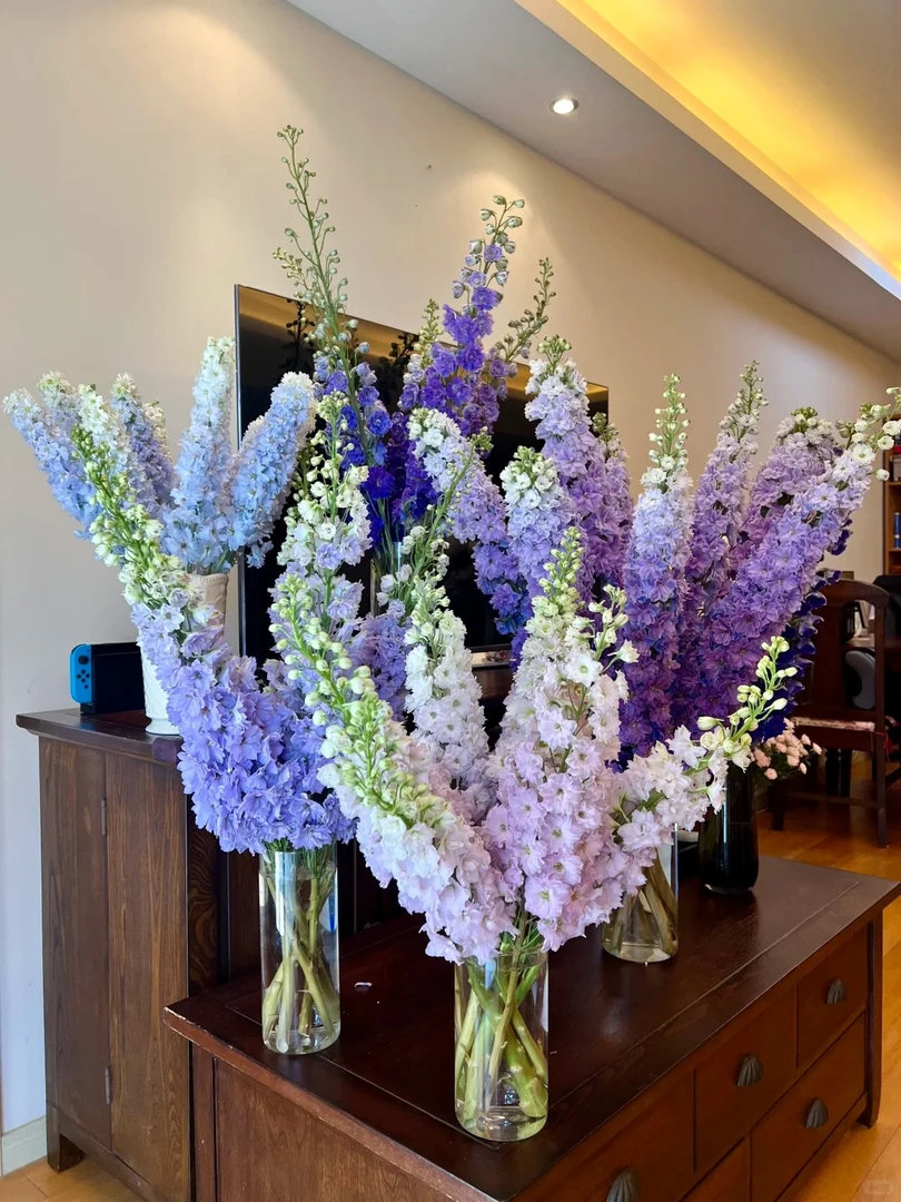 婵之语优选 大飞燕 /鲜切花