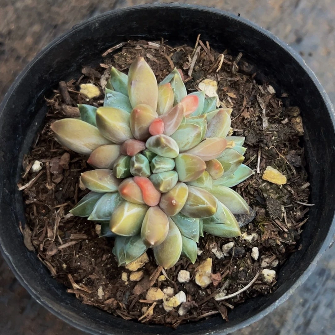 桔云多肉美人精品系列