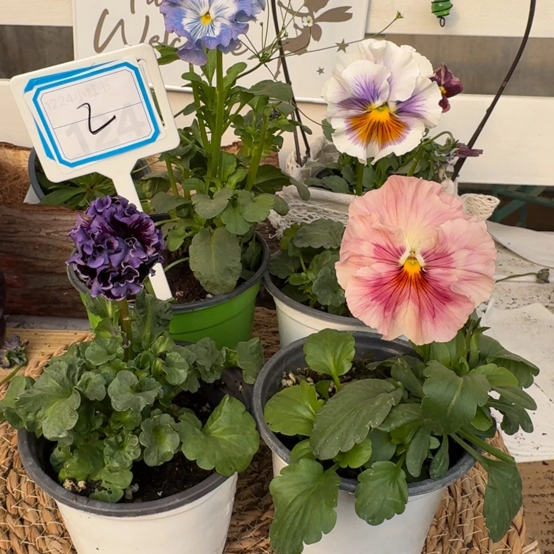 无花朵直播间抖音2号组合