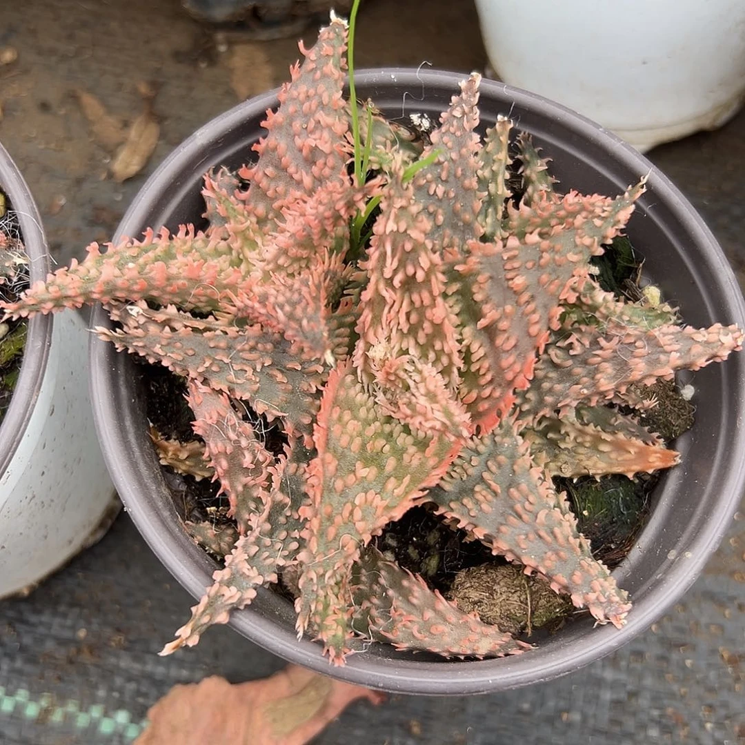 多肉植物园艺芦荟