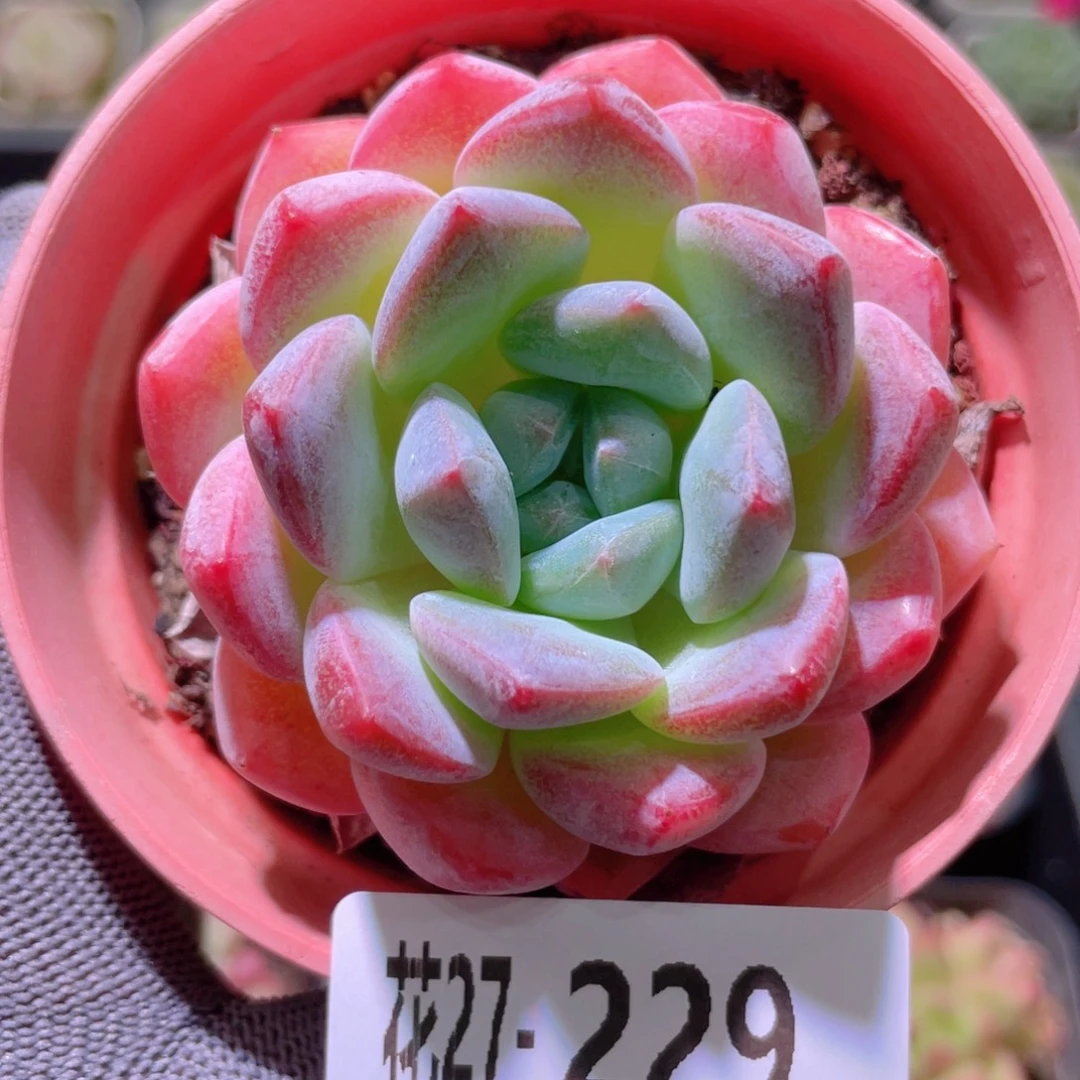 花利美27-229冰糖